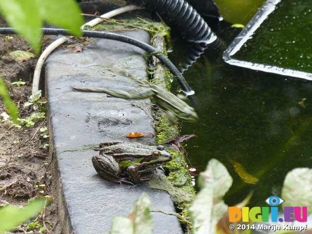 FZ007900 Jumping Marsh frogs (Pelophylax ridibundus) on ledge